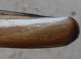 Common Razor Shell